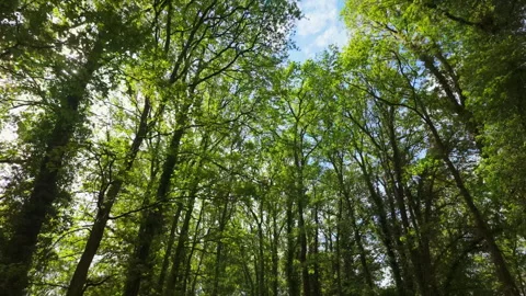 Pan from Tree Canopy to Bike Path in French Forest Stock Footage 279872368