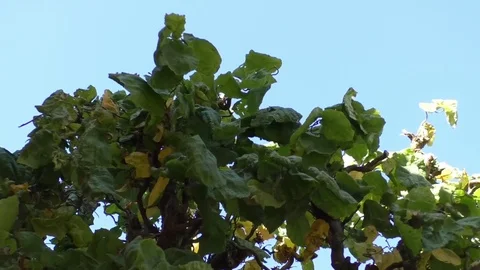 Pan: Tree crown of corkscrew hazel with green leaves in front of clear blue sky Stock Footage 81177620