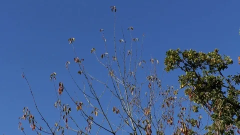 Pan: Tree crowns and crown of dead tree in front of clear blue sky in autumn Stock Footage 96006516