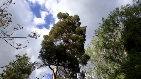 Pan: Tree crowns under a blue sky with moving clouds, pine tree, other trees Stock Footage 76797788