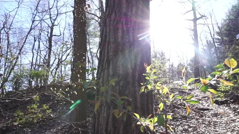 PAN BY TREE Stock Footage 194047490