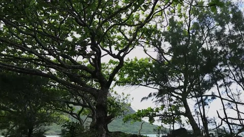 Pan of tree in Hawaii beach on cloudy day Stock Footage 179639789