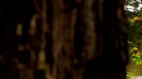 Pan From Tree to River Stock Footage 115259497