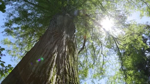 Pan up tree to sunlight Stock Footage 258261700