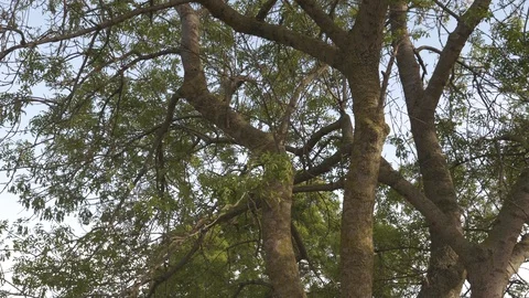 Pan to tree sunset in bird paradise plain with old chair Stock Footage 113674098