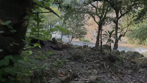Pan From Tree Trunk to Cascading Waterfall, Lush Tropical Forest River Stock Footage 324497131
