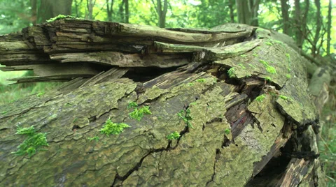 Pan On A Tree Trunk Laying On The Ground In A Forest With Moss Stock Footage 37606084