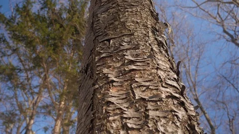 Pan Up of a Tree in Winter  Stock Footage 85060182
