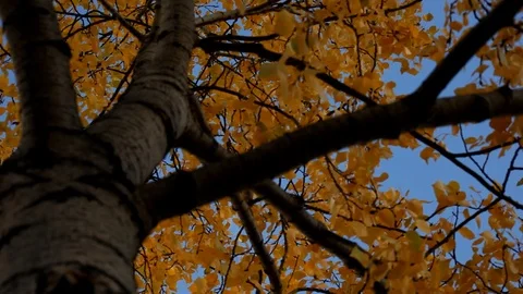 Pan on tree with yellow leaves Stock Footage 101987390