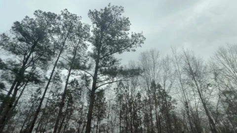 Pan of a treeline and cloudy sky in the south Stock Footage 148836036