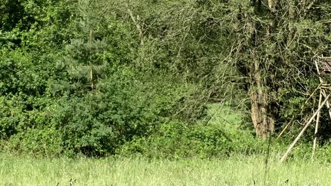 Pan: Trees and bushes growing wild on the edge of a meadow, high seat, deerstand Stock Footage 76820486