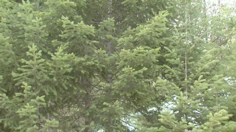 Pan from trees to cabin. Video stock 110185