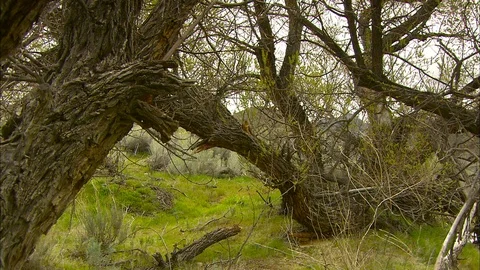 Pan from trees to close up bark Stock Footage 87848768