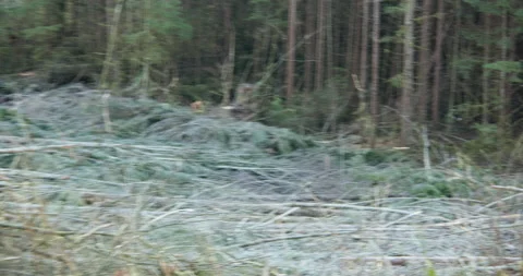 Pan of trees cut down in PNW Stock Footage 175962096