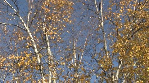 Pan of trees Stock-Footage 998063