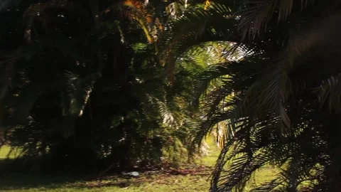 Pan on Trees Stock Footage 142402138