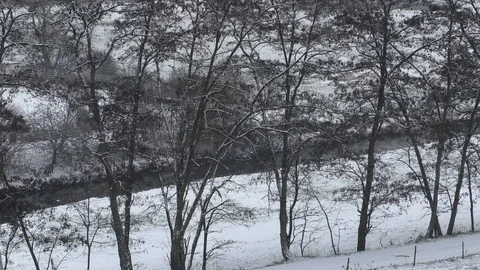Pan: Trees growing in line next to streamlet and fields on snowy winter morning Video stock 99873402