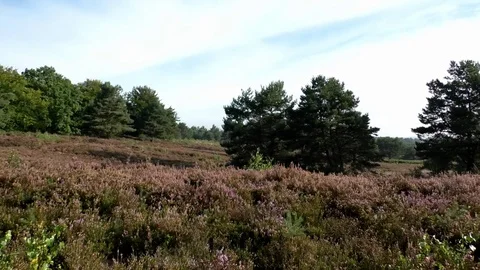 Pan: Trees growing in the midst of a flowering heath, blossoming heathland Stock Footage 79828154