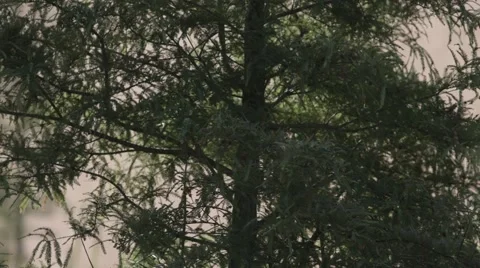 Pan off Trees To Office Building Stock-Footage 68333493