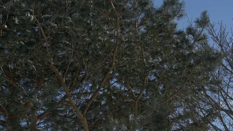 Pan of trees in the snow Stock Footage 73888139