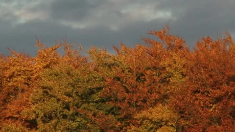 Pan treetops deciduous forest in autumn atmosphere Video stock 140595984