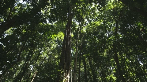 Pan Up To Treetops in Rain Forest Video stock 94133899