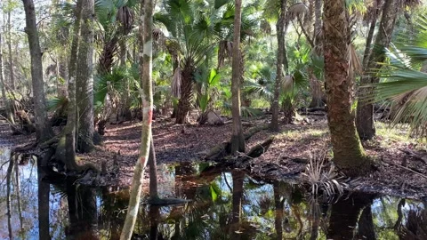 Pan of Tropical Area Video stock 178576117