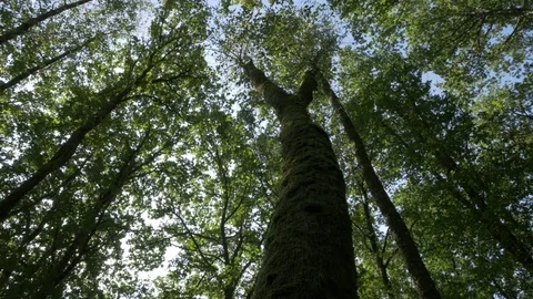 Pan of a trunk tree with moss Stock-Footage 73765861