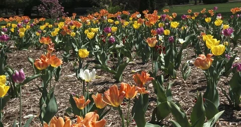 Pan of Tulip Flowers Stock Footage 89373451