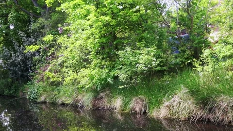 Pan to the turtle in the ditch Stock Footage 131456153