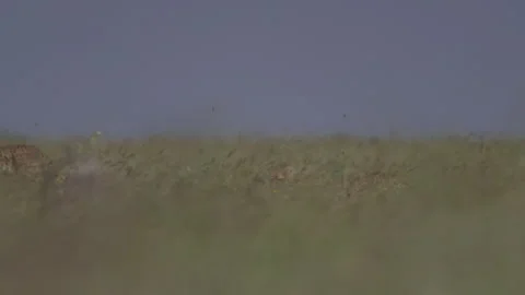 Pan of two cheetahs creeping through long grass during the afternoon Stock Footage 260848591