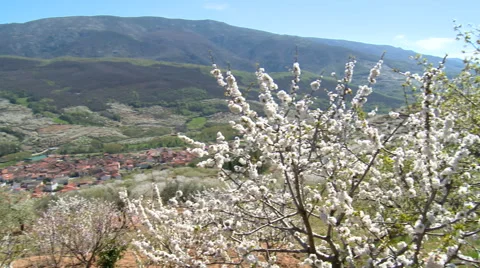 Pan on valley of cherries with red roofed town, tree in bloom Stock Footage 49626623