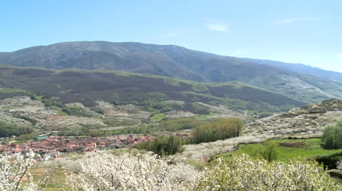Pan on valley of cherries with red roofed town, tree in bloom Stock Footage 49626800