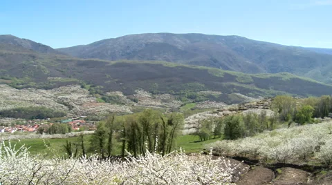 Pan on valley of cherries with red roofed town, trees in bloom Stock Footage 49627180