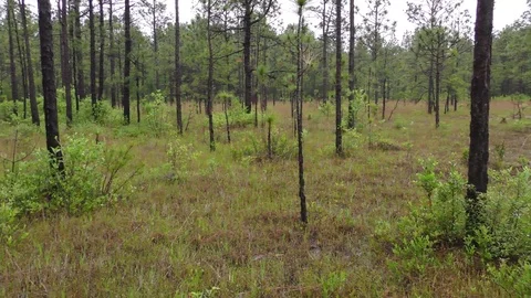 Pan of Venus Flytrap (Dionaea muscipula) habitat, North Carolina USA Video stock 76970965