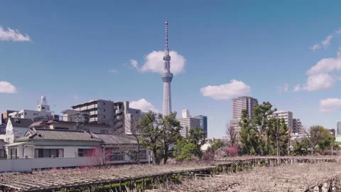 Pan video of plum trees in bloom in the Kameido Tenjin shrine Stock Footage 129078898