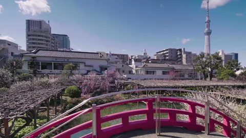 Pan video of plum trees in bloom in the Kameido Tenjin shrine Stock-Footage 129078915