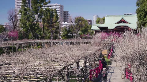 Pan video of plum trees in bloom in the Kameido Tenjin shrine Stock-Footage 129079066