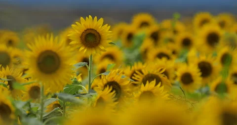Pan video of sunflower field Stock Footage 150445450