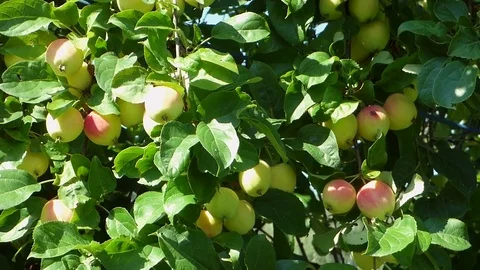 Pan view of apple tree Stock Footage 79417923