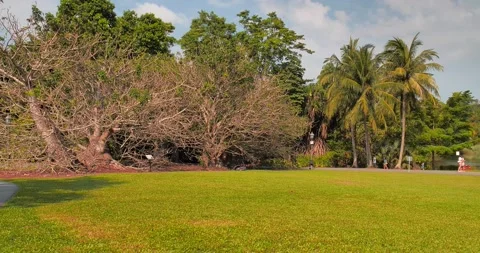 Pan View of Beautiful Grown Trees in Garden Stock Footage 158078828
