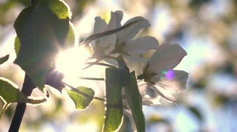 Pan view of blooming pear tree branch against blur background. Slow motion 動画素材 65114008