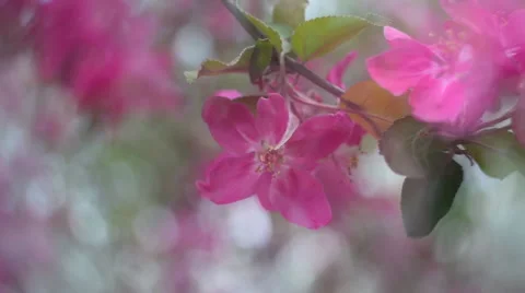 Pan view of blooming red apple tree with halo soft blur effect in a milk gauze. Vidéo 52897881