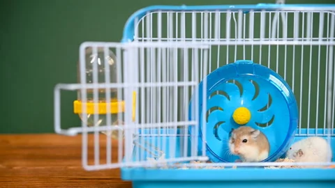 Pan view cage with hamsters Stock Footage 145058162