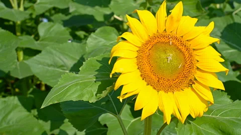 Pan view close up on a blooming sunflower with honey bee collecting pollen Stock Footage 144594350