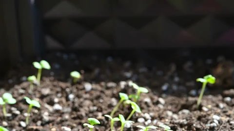 Pan view close up of new plants just came out from soil a couple of days Stock Footage 142985720