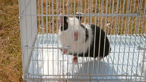 Pan view cute cavy in a cage Stock Footage 146267351