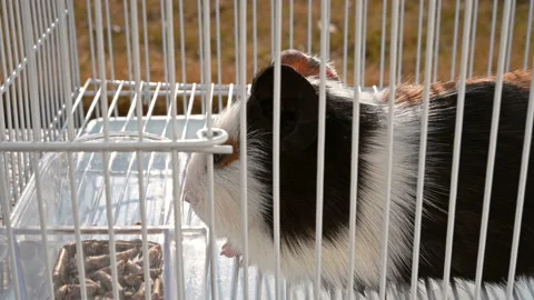 Pan view cute cavy lying down in a cage close up Stock Footage 146255429