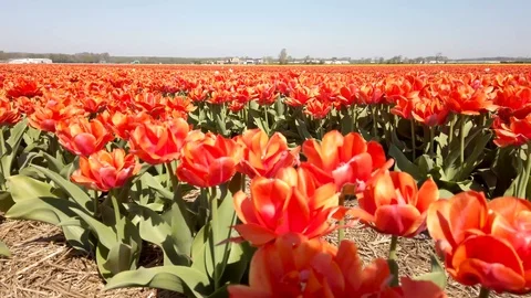 Pan view dark orange tulips in a field in the Bollenstreek in the Netherlands Stock Footage 106958093