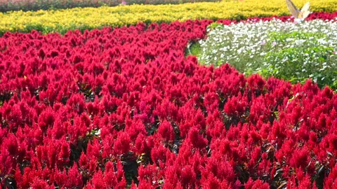 Pan view different colors chrysanthemum flowers Stock Footage 144600510